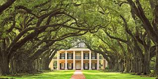 A group of cultivated trees or. Antebellum Homes On Southern Plantations Architectural Digest
