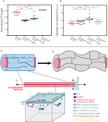 Rod building innovation & value. Anisotropic Crb Accumulation Modulated By Src42a Is Coupled To Polarised Epithelial Tube Growth In Drosophila