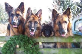 Five puppies available for sale. Black Beauty Shepherds Home Facebook