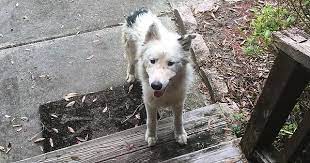 A Stray Puppers Wandered Onto My Porch Right Before Irma Got Here Puppersanddoggos Post Dogs Animal Stories Animals