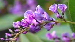 Maybe you would like to learn more about one of these? Hardenbergia Fact Sheets Gardening Australia Gardening Australia