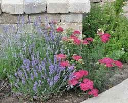 Creating Interest June 2013 Plants Lavender Companion Plants Deer Resistant Plants