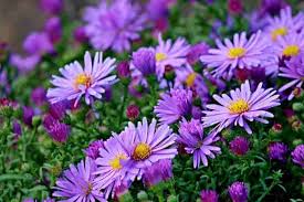 Maybe you would like to learn more about one of these? Klasifikasi Dan Morfologi Tanaman Bunga Aster Ilmu Pertanian