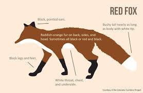 It seems like a lot of people really like both wolf and fox in this game with wolf being seen as a little better. Comparing Canids