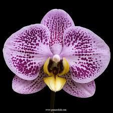 Image result for Ochna richardsiae