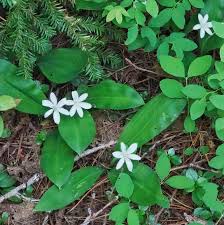 Image result for Liliaceae