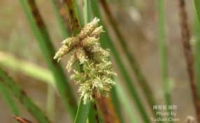 Image result for Schoenoplectiella mucronata