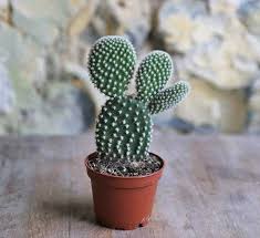 Home › monkey tail cactus hildewintera colademononis. Buy Unique And Cute Baby House Plants Online
