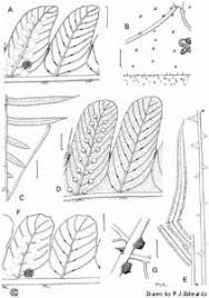 Image result for Pneumatopteris