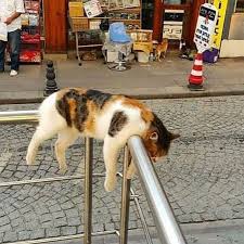 Maybe you would like to learn more about one of these? Potret Kucing Tidur Ini Bikin Kamu Gemes Maksimal