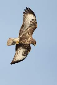 De buizerd is momenteel de talrijkste roofvogel in ons land. Vroege Vogels Foto Vogels Buizerd In De Vlucht