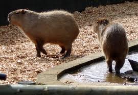 A swedish family suffered the shock of a lifetime when they discovered that the 'kitchen mouse' that had their cat running around in circles was in fact a gi. World S Largest Rat Ever One Tonne 2 200 Pounds