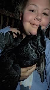 What should I name my new Ayam Cemani rooster?