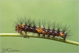 Image result for Lepidagathis scariosa