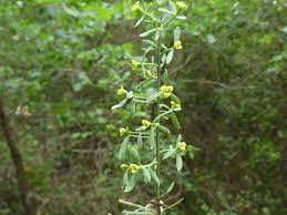 Image result for Osyris