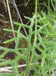 Image result for Lycopodiaceae