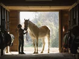 See full list on thesprucepets.com How Much Do Horses Cost