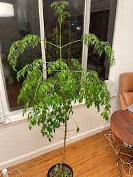 Radermachera sinica china doll plant is fairly new as a house plant. Can This China Doll Plant Be Saved Houseplants