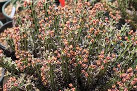Image result for Euphorbia unicornis