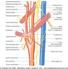The anatomy and imaging appearances of the veins of the head and neck can vary considerably, and normal veins may mimic disease processes at computed tomography (ct) and. Internal Carotid Artery The Structures Crossing The Internal Jugular Vein And Carotid Arteries