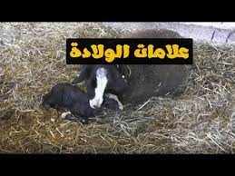 We did not find results for: Ø¹Ù„Ø§Ù…Ø§Øª Ø­Ù…Ù„ Ø§Ù„Ù…Ø§Ø¹Ø² Ø§Ù„Ø¨ÙƒØ± Cooknays Com