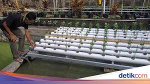 Maybe you would like to learn more about one of these? Tanam Hidroorganik Jawaban Ketahanan Pangan Saat Pandemi Corona