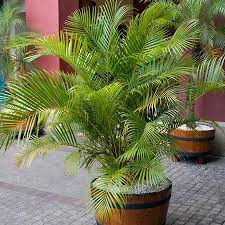 Maybe you would like to learn more about one of these? Areca Palm Trees For Sale Fastgrowingtrees Com