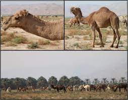 The camel caravans which crossed the great dunes of the sahara desert began in antiquity but reached the encyclopedia of ancient history has the following summary regarding the advantages of camels as transport written by el fasi, m., published by university of california press (1992). Camelids New Players In The International Animal Production Context Springerlink