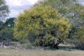 Image result for Acacia lasiopetala
