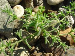 Image result for Salsola kali