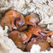 Pictures of baby red squirrels. How To Care For A Baby Squirrel Everything You Ever Wanted To Know