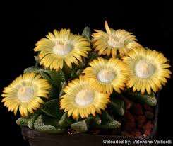 Image result for Nananthus
