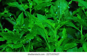 Image result for Oxygonum