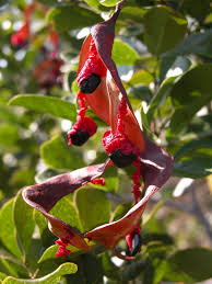 Image result for Pithecellobium