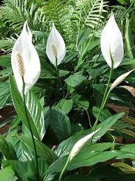 Image result for Spathiphyllum