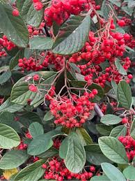 Image result for Cotoneaster