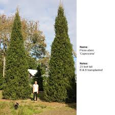 Although it can survive in some shade, the form of norway spruce becomes loose and unsightly when it receives less than 6 hours of direct sun. Columnar Norway Spruce Columnar Norway Spruce Landscaper Ideas Small Urban Garden