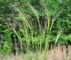 Image result for Agrostis isopholis