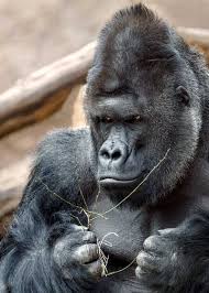 Maybe you would like to learn more about one of these? Why Do Gorillas Beat Their Chest 4 Reasons Storyteller Travel