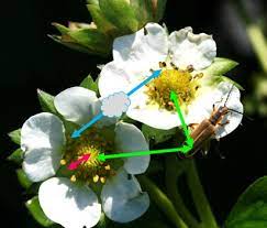 Harvesting strawberries that are soft, aromatic, and red are ripe and ready to be picked. Strawberry Pollination Basics Nc State Extension
