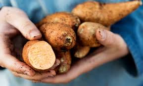Sweet potato recipes are secretly healthy! 10 Foods We Eat That May Lead To Poisoning Or Death Listverse