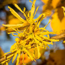 Image result for Hamamelis mollisi