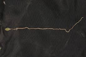 Image result for Combretum adenogonium