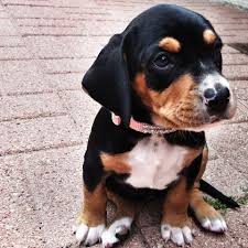 Beagle Mix Black And Brown Beagle Puppy Pin By Bianca Barja On Animalia Beagle Lab Mixes Lab Mix Puppies Beagle Puppy