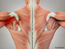 Muscles of torso and back. Human Anatomy Torso Back Muscles Pain Left Shoulder Area 3d Illustration Buy This Stock Illustration And Explore Similar Illustrations At Adobe Stock Adobe Stock