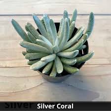 Image result for Senecio sp.no.4