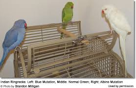 Blue quaker parrots are a variety of the quaker parrot that has become available through the selective breeding of captive birds. Indian Ringneck Parrot Mutations Beauty Of Birds