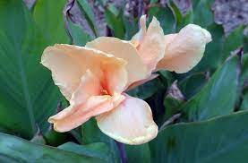 Canna Canna Lily A To Z Flowers