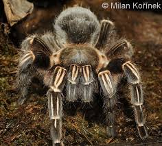 We did not find results for: Costa Rican White Knee Care Guide Wiki Tarantula Keepers Community Amino