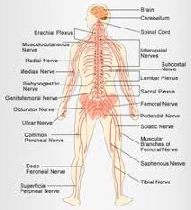 The spinal nerves are sensory and motor nerve bundles that we hope you and your family enjoy the new britannica kids. 21 Nervous System Diagram For Kids Ideas Nervous System Diagram Nervous System Nervous